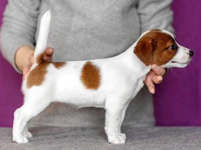 Jack Russell Terrier puppy for sale