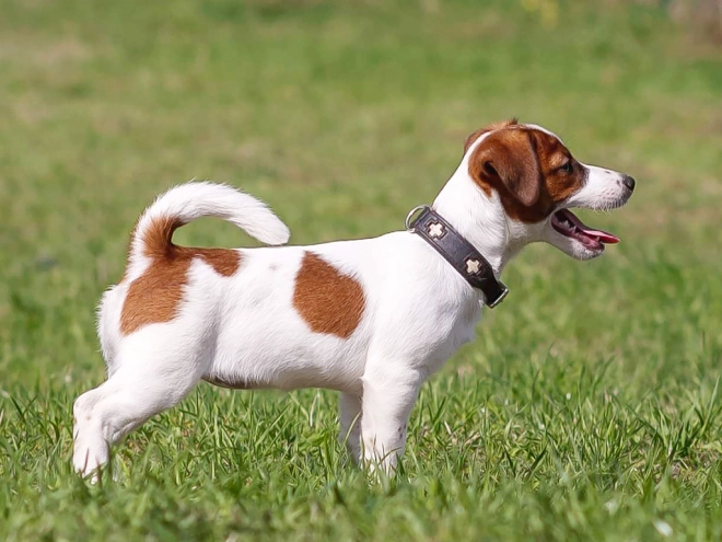 Jack Russell Terrier puppy for sale