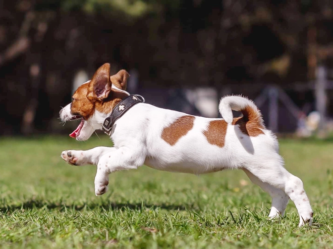 Jack Russell Terrier puppy for sale