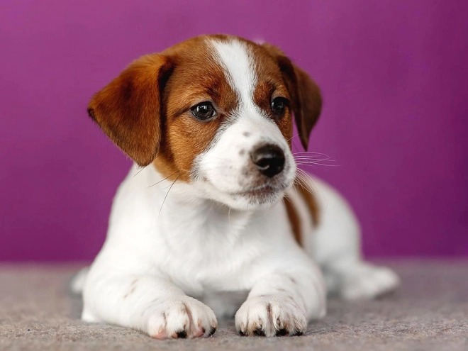 Jack Russell Terrier puppy for sale