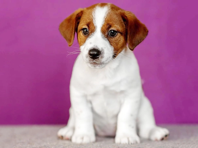 Jack Russell Terrier puppy for sale