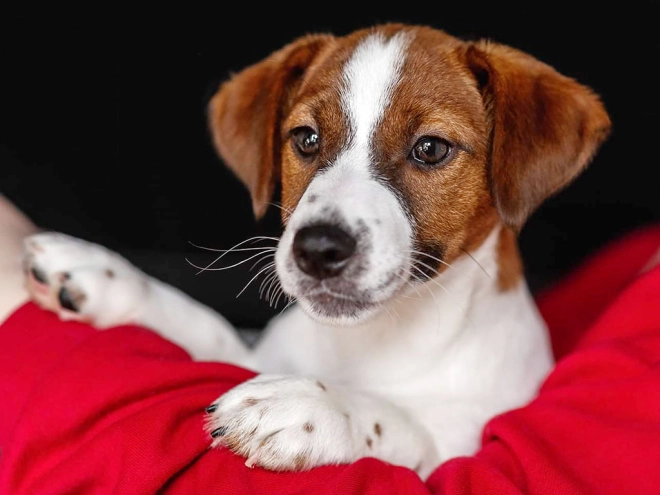 Jack Russell Terrier puppy for sale