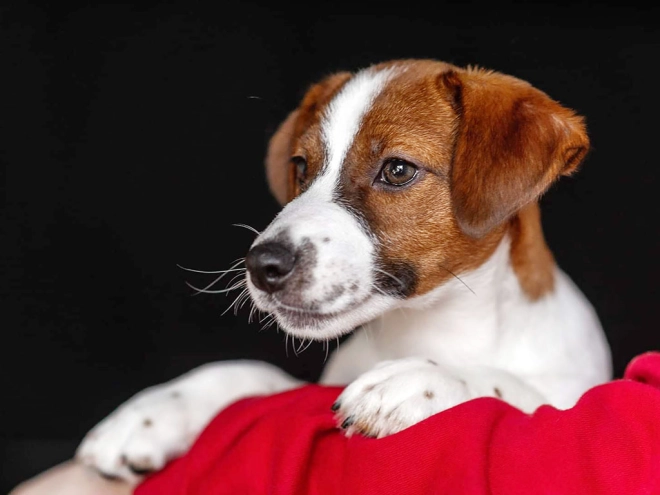 Jack Russell Terrier puppy for sale