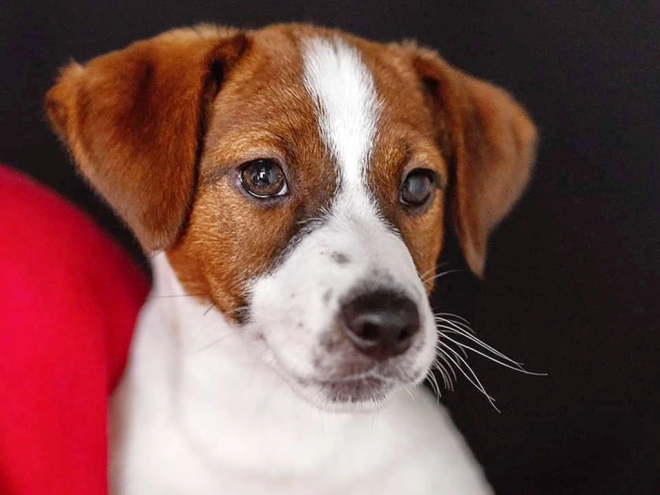 Jack Russell Terrier puppy for sale
