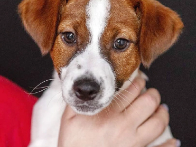 Jack Russell Terrier puppy for sale