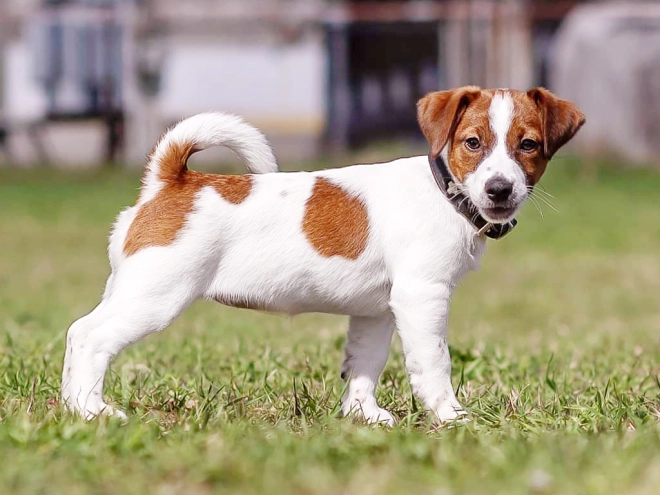 Jack Russell Terrier puppy for sale
