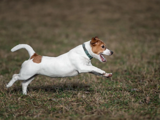 Perros Jack Russell Terrier en venta