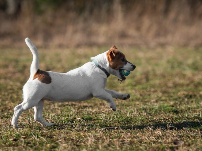 Perros Jack Russell Terrier en venta
