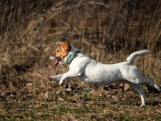 Perros Jack Russell Terrier en venta