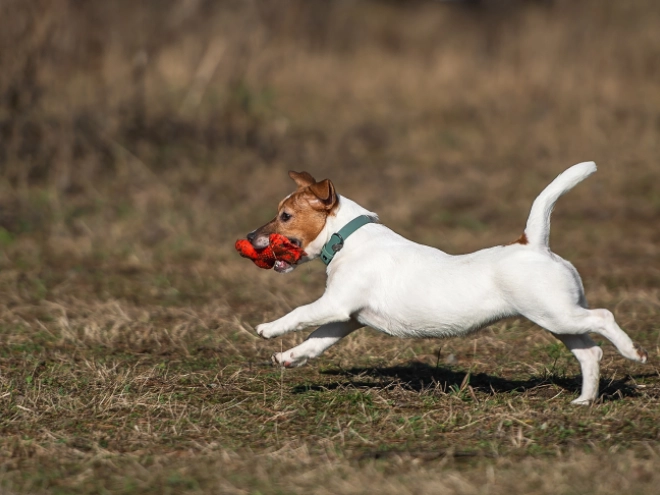 Perros Jack Russell Terrier en venta