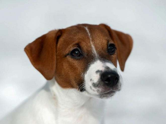 Perros Jack Russell Terrier en venta