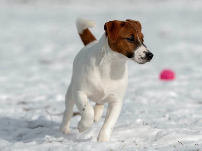 Perros Jack Russell Terrier en venta