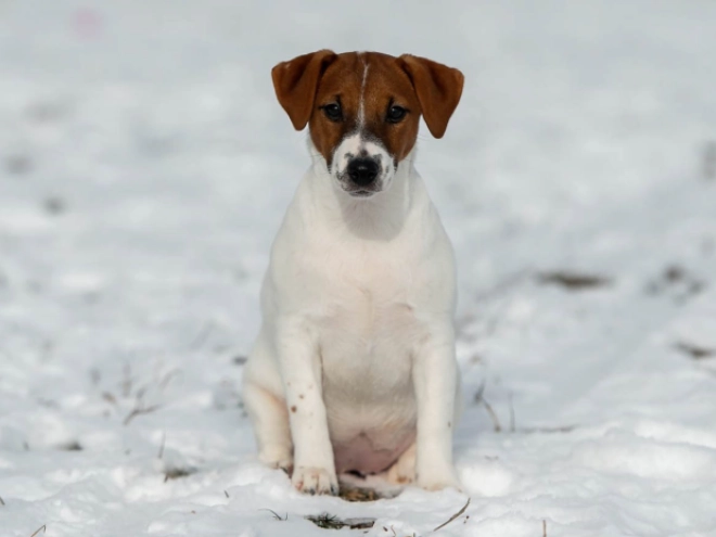 Perros Jack Russell Terrier en venta