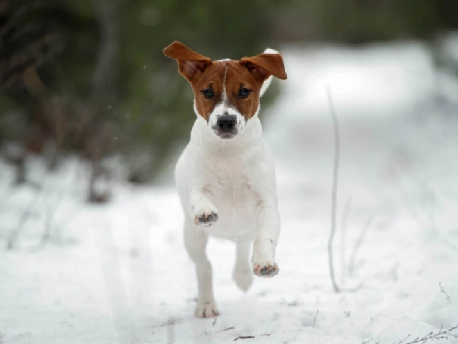 Perros Jack Russell Terrier en venta