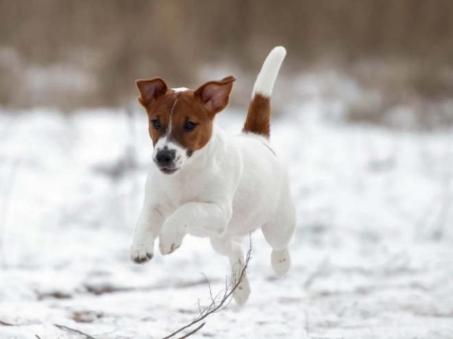 Perros Jack Russell Terrier en venta