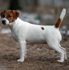 Jack Russell Terrier puppy for sale