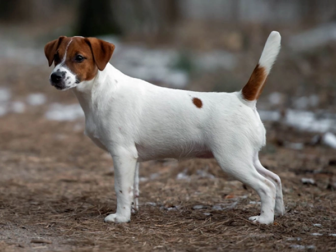 Perros Jack Russell Terrier en venta