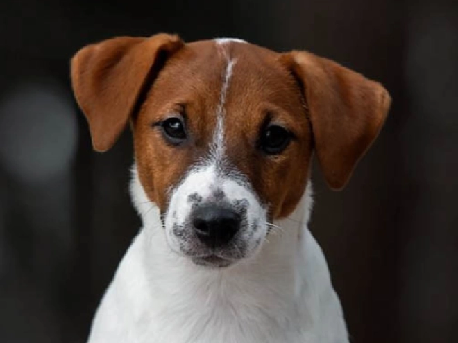 Perros Jack Russell Terrier en venta