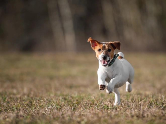 Perros Jack Russell Terrier en venta