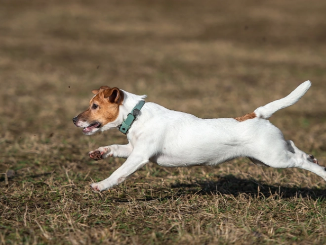 Perros Jack Russell Terrier en venta