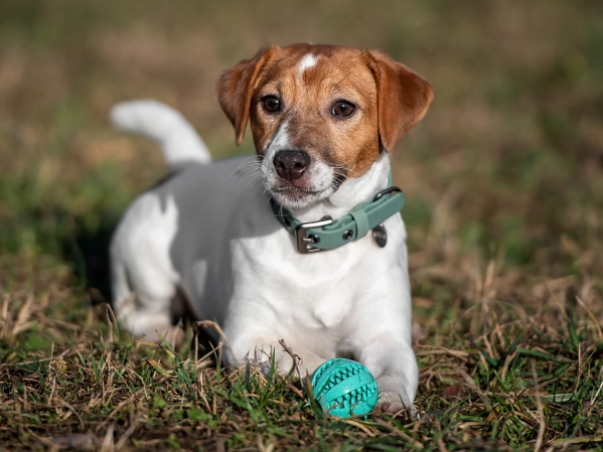 Perros Jack Russell Terrier en venta