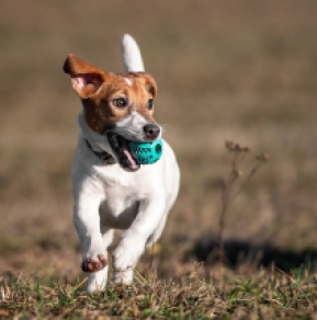 Jack Russell Terrier puppy for sale