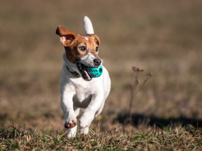 Perros Jack Russell Terrier en venta
