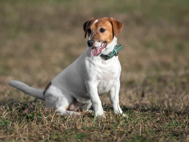 Perros Jack Russell Terrier en venta