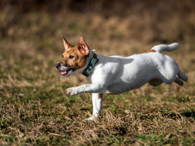 Perros Jack Russell Terrier en venta