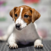 Jack-Russell-Terrier Welpe zu verkaufen