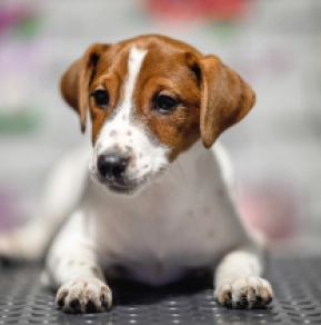 Jack-Russell-Terrier Welpe zu verkaufen