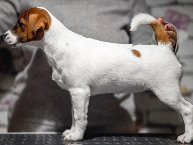 Jack Russell Terrier puppy for sale