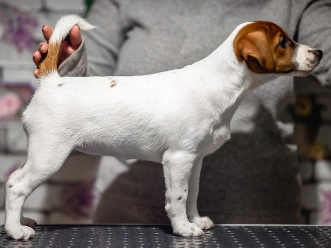 Jack Russell Terrier puppy for sale