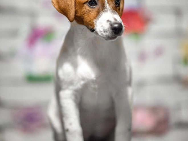 Jack Russell Terrier puppy for sale
