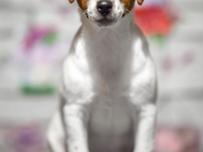 Jack Russell Terrier puppy for sale