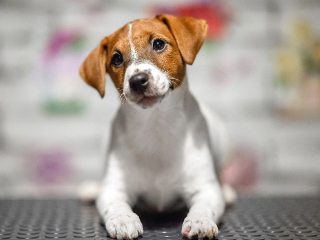 Jack Russell Terrier puppy for sale