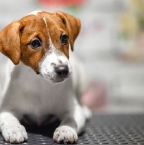 Jack-Russell-Terrier Welpe zu verkaufen