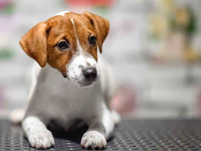 Jack Russell Terrier puppy for sale