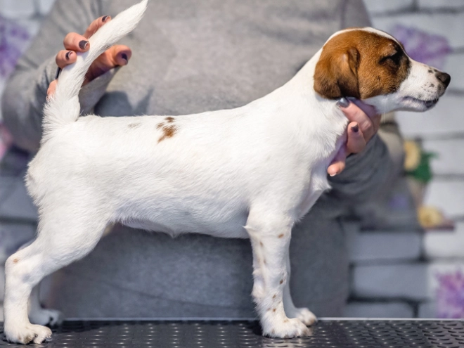 Jack-Russell-Terrier Welpe zu verkaufen