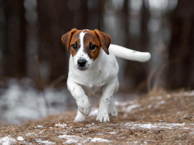 Perros Jack Russell Terrier en venta