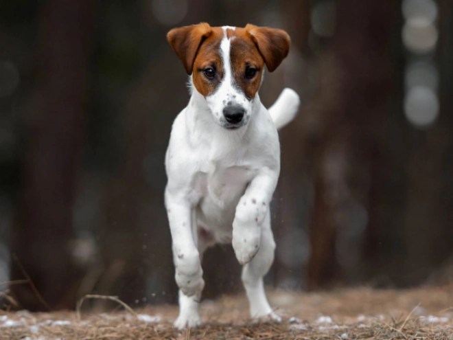 Perros Jack Russell Terrier en venta