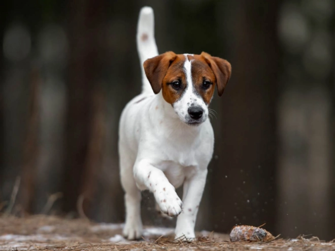 Perros Jack Russell Terrier en venta