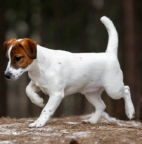 Jack Russell Terrier puppy for sale