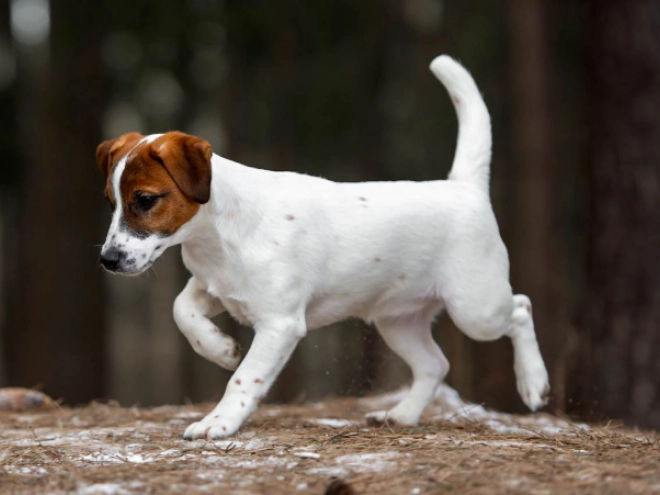 Perros Jack Russell Terrier en venta