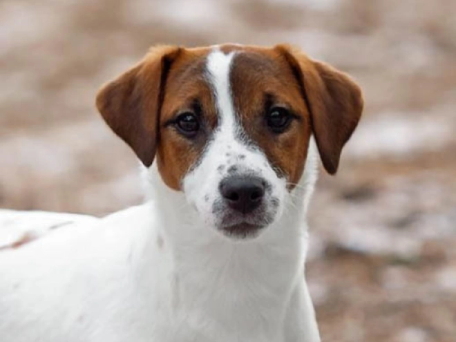 Perros Jack Russell Terrier en venta