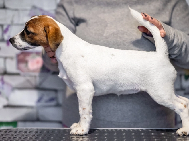 Jack-Russell-Terrier Welpe zu verkaufen