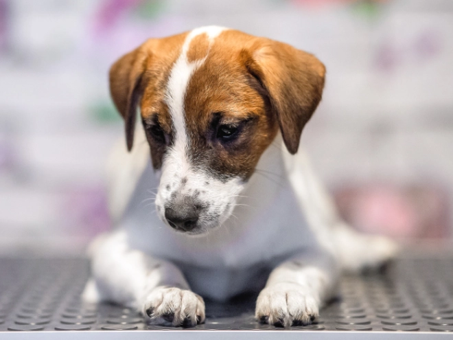 Jack-Russell-Terrier Welpe zu verkaufen