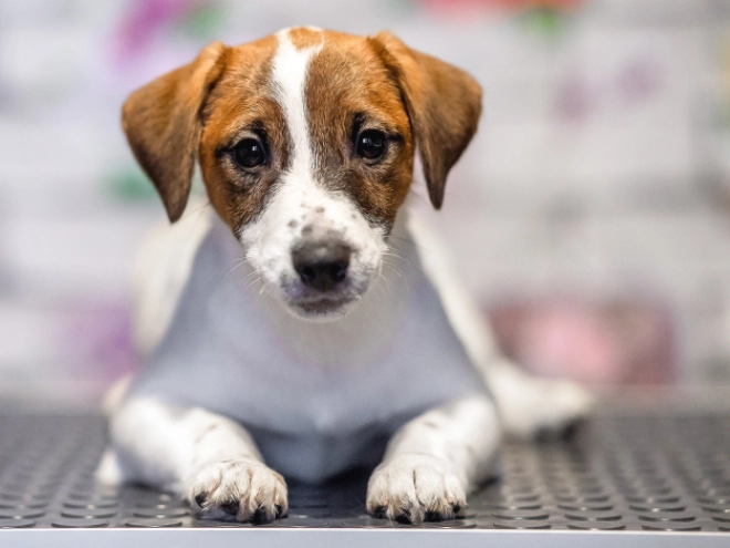 Jack-Russell-Terrier Welpe zu verkaufen