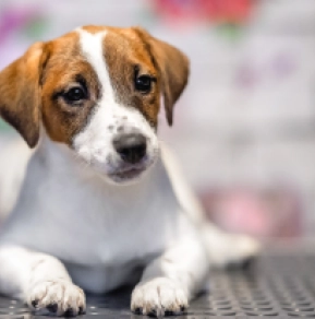 Jack-Russell-Terrier Welpe zu verkaufen