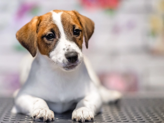 Jack-Russell-Terrier Welpe zu verkaufen